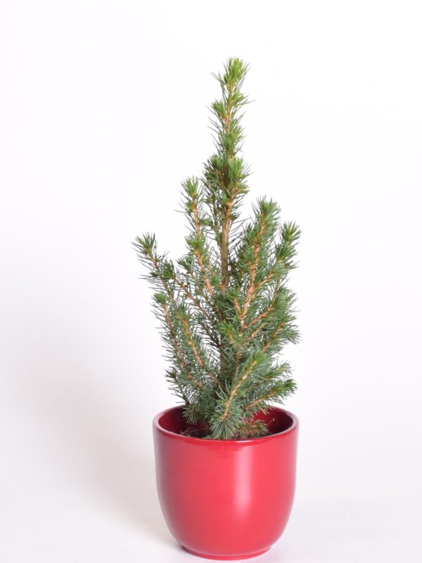 Kanada kuusk 'Conica' P9