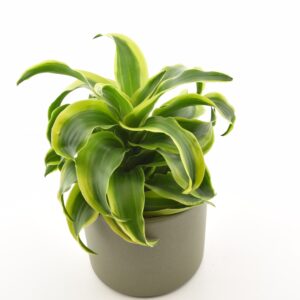 Dereema draakonipuu ‘Tornado’ P12