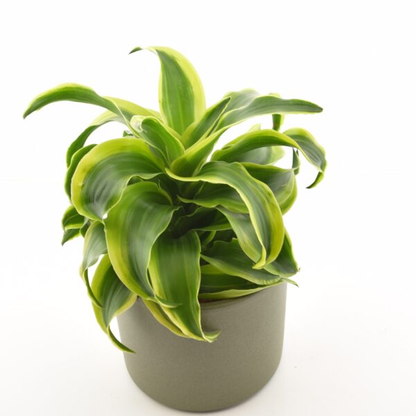 Dereema draakonipuu 'Tornado' P12