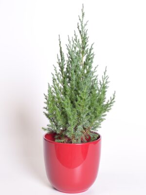 Hiina kadakas ‘Stricta’ P17