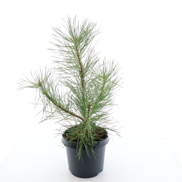 Austria mänd P19 40cm