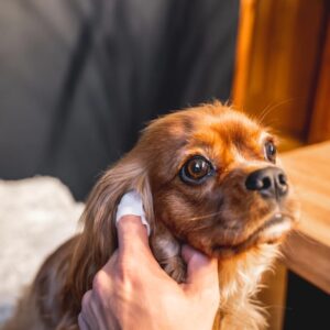 Kõrvapuhastuslapid Dogslife 50tk