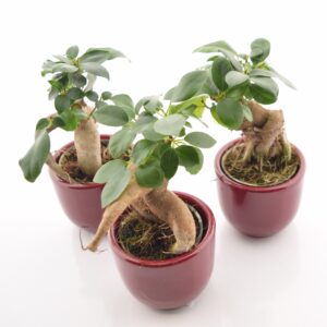 Väikeseviljaline viigipuu Ginseng P6