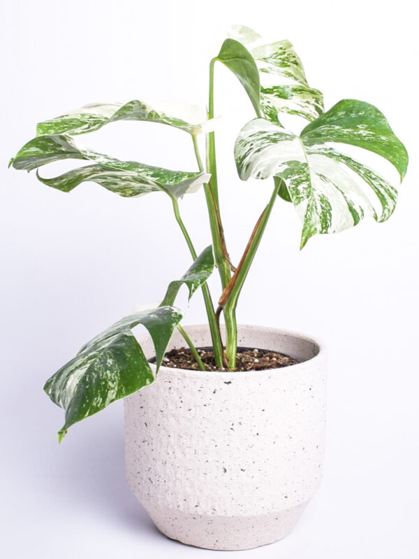 Meeldiv monstera 'Variegata' P17 45cm