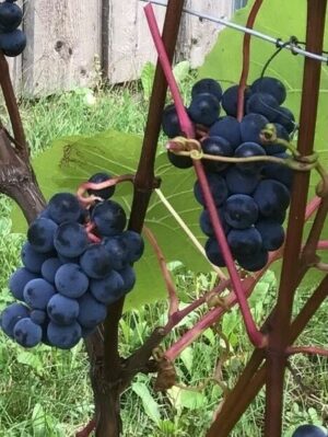 Viinapuu ‘Hasanski Sladki’ P17 Eestis kasvatatud