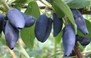 Söödav kuslapuu ‘Jugana’ C4/C6 /Eestis kasvatatud