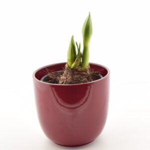 Ratsuritäht P13 erinevad 2 õievart