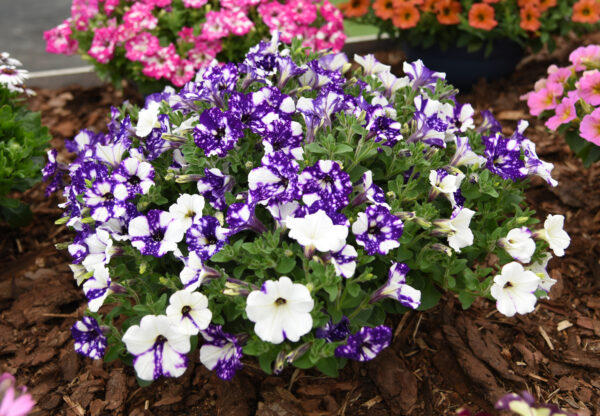 Petuunia 'Specials NightSky' 10tk