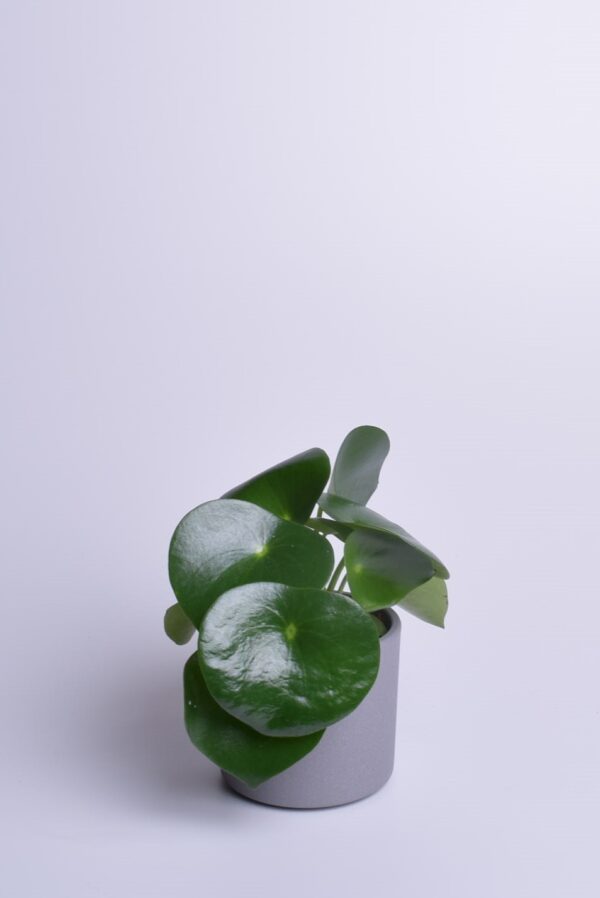 Läikiv peperoomia 'Raindrop' P12