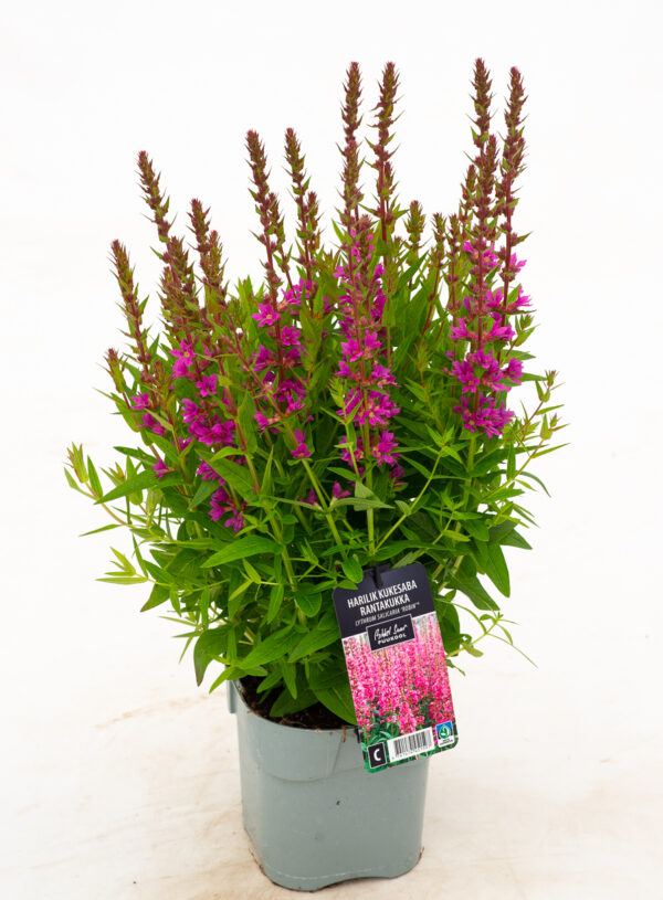 Harilik kukesaba 'Robin' P17 Eestis kasvatatud