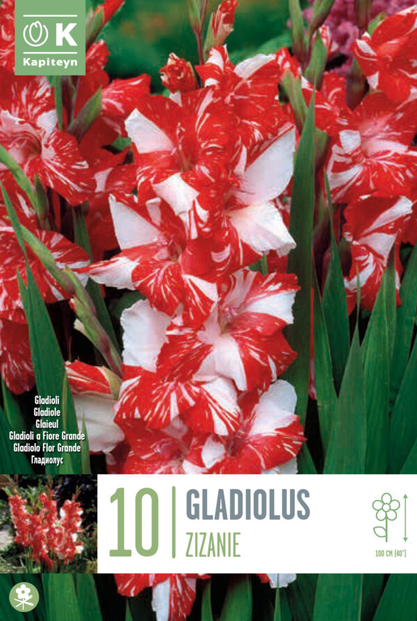 Gladiool 'Zizanie'