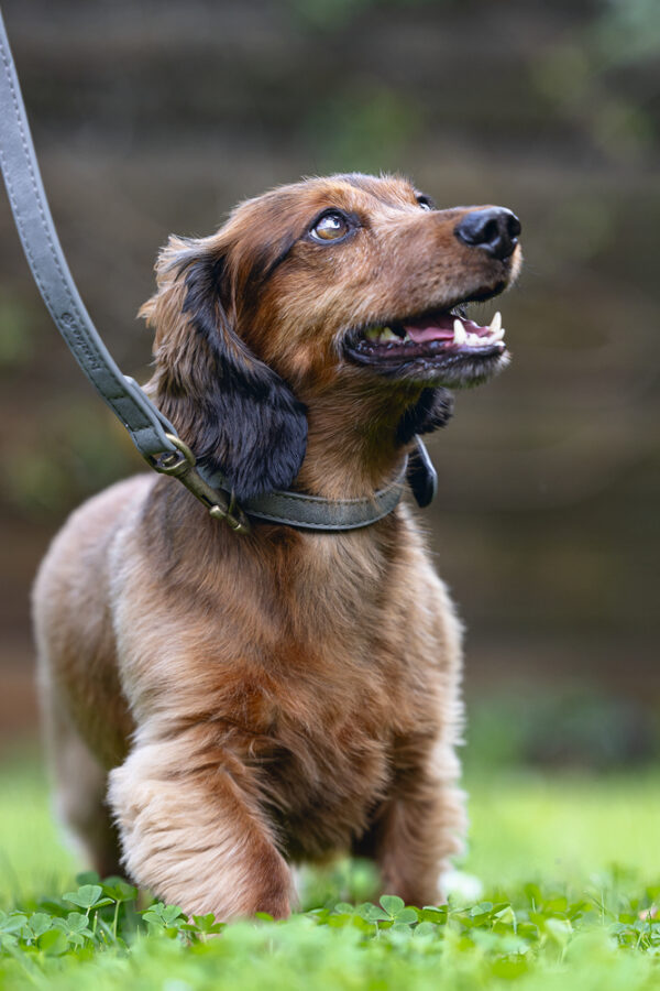 Kaelarihm Beeztees koerale AX 29-35x1,5cm hall