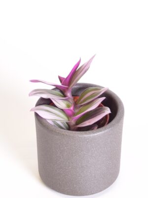 Roheline tradeskantsia ‘Nanouk’ P5,5