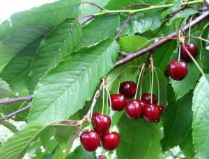 Magus kirsipuu ‘Arthur’ C8 180cm /Eestis kasvatatud /madal alus