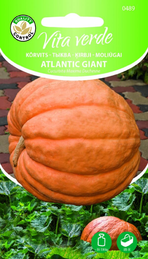 Kõrvits 'Atlantic Giant'