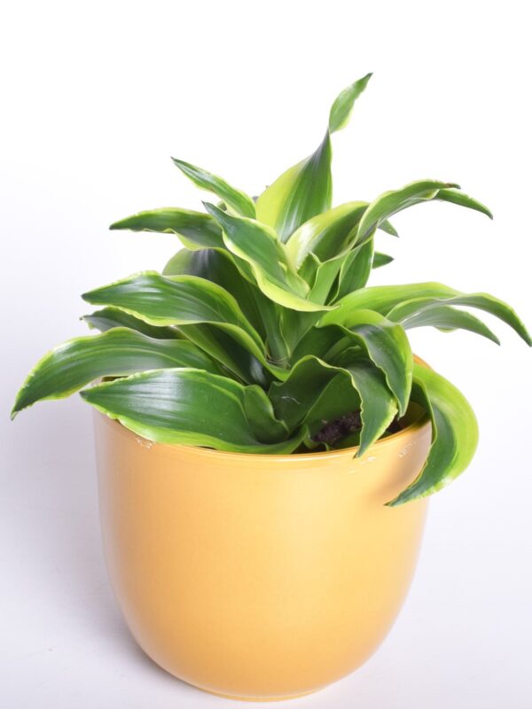 Dereema draakonipuu P12 erinevad