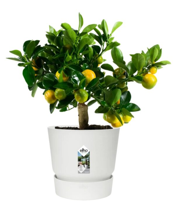 Õuepott Greenville alusega Ø30cm valge