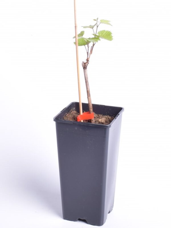 Viinapuu 'Rondo' P17 Eestis kasvatatud