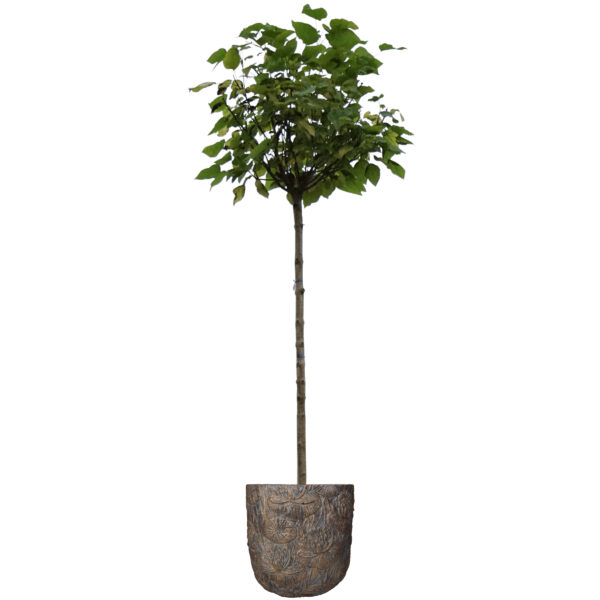 Lillepott Vesiroos 25x25x25cm kuldne