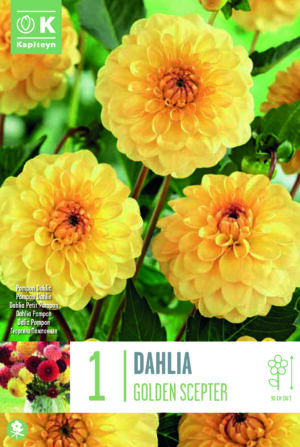 Daalia ‘Golden Scepter’ 1tk