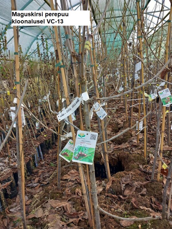 Magus kirsipuu perepuu 2 sorti P38 220cm Eestis kasvatatud