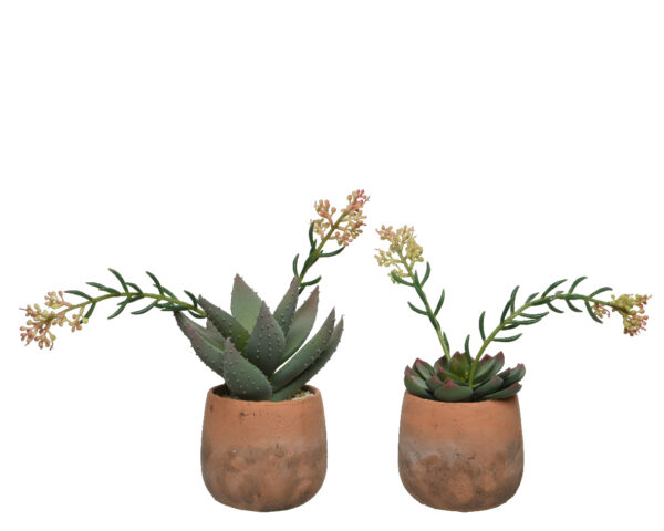 Kunsttaim sukulent õiega 14x14x28cm potis, erinevad
