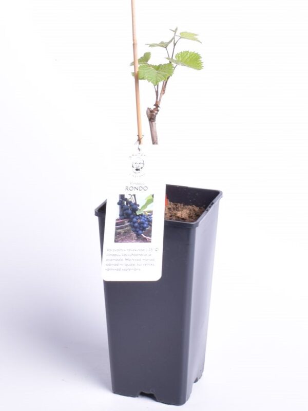Viinapuu 'Rondo' P17 Eestis kasvatatud