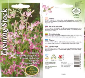 Öölevkoi ‘Evening Stock’