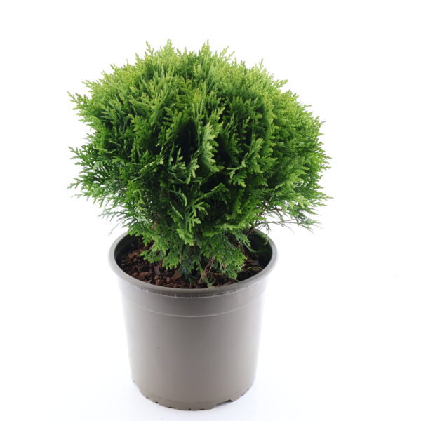 Harilik elupuu 'Danica' P23