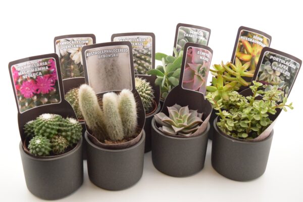 Sukulent/kaktus P10 erinevad