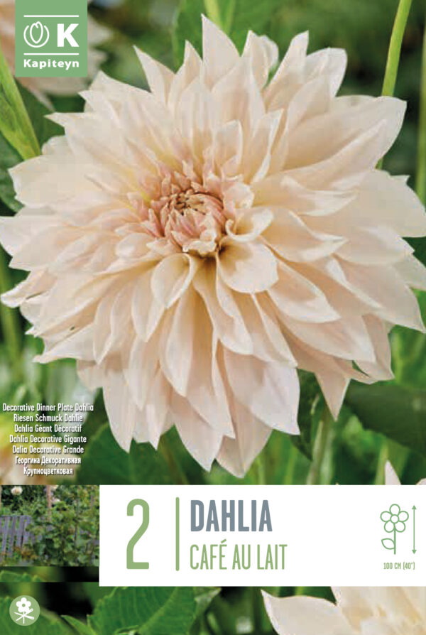 Daalia 'Cafe au Lait' 2tk