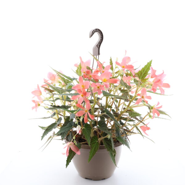 Begoonia ampel P25 /Eestis kasvatatud
