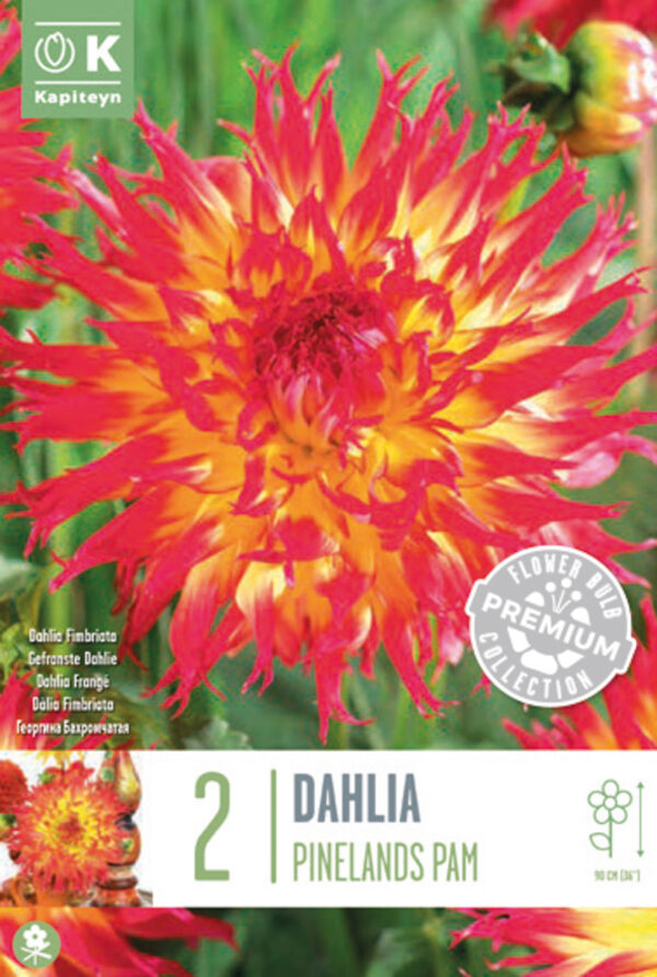 Daalia 'Pinelands Pam' 2tk