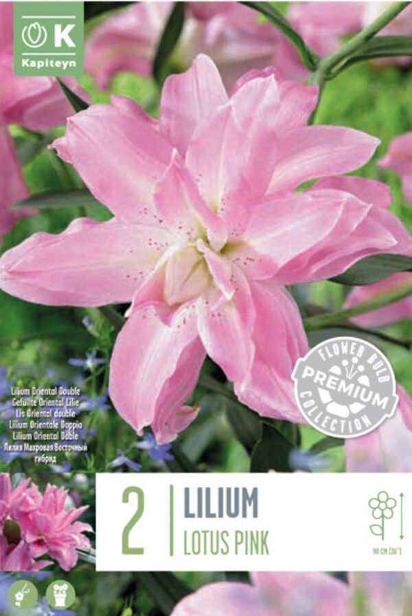 Liilia 'Double Lotus Pink' 2tk