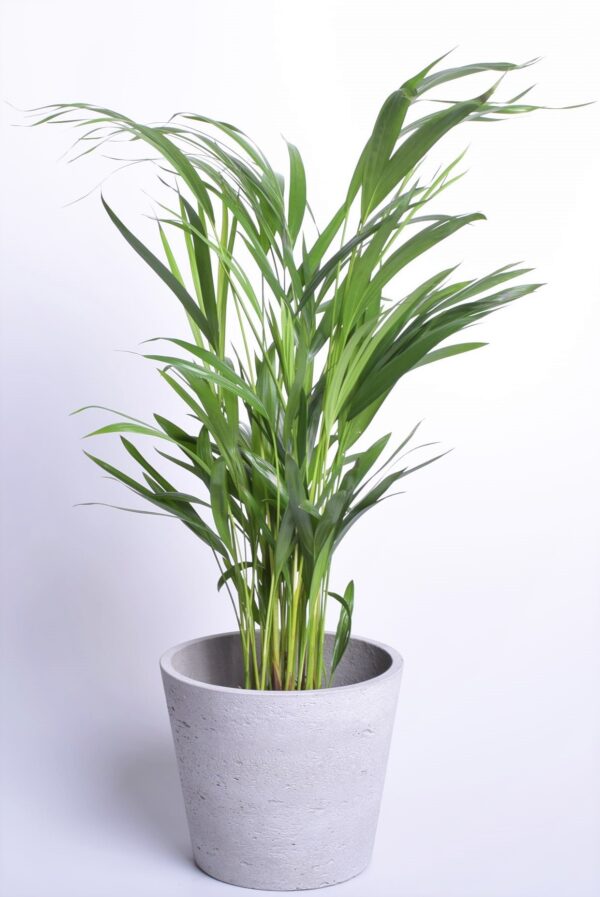 Kollakas kuldviljakpalm (pisipalm) P17 40-50cm