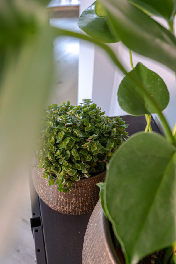 Lillepott Ryan Ø27x h50cm kuldne