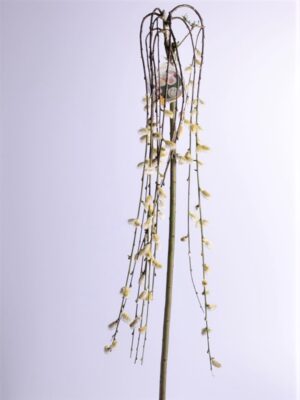 Raagremmelgas ‘Kilmarnock’ P26 120cm tüvel