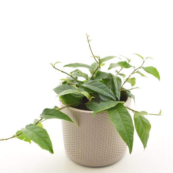 Juurduv viigipuu P12