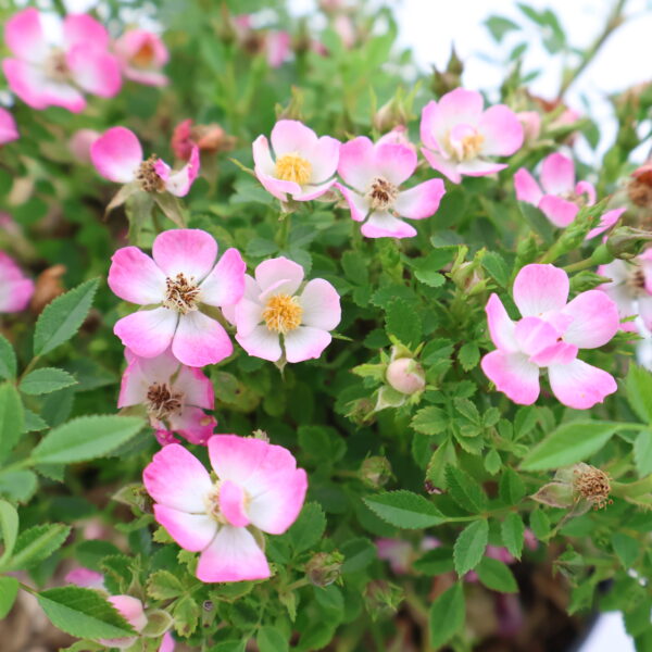 Pinnakatteroos 'Cutie Pie'® P17