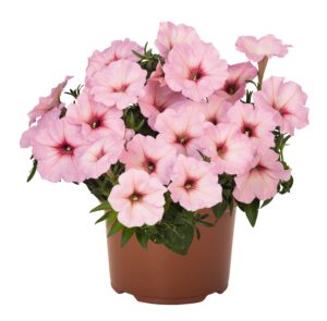 Petuunia ‘Potunia™ Bubblegum’