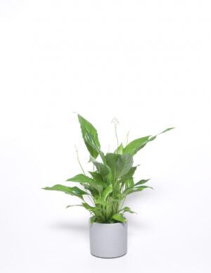 Tõlvlehik ‘Torelli’ P12