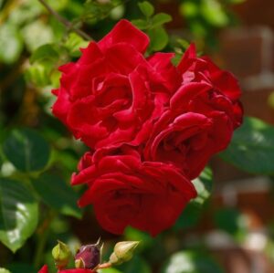 Roniroos ‘Santana’ P17