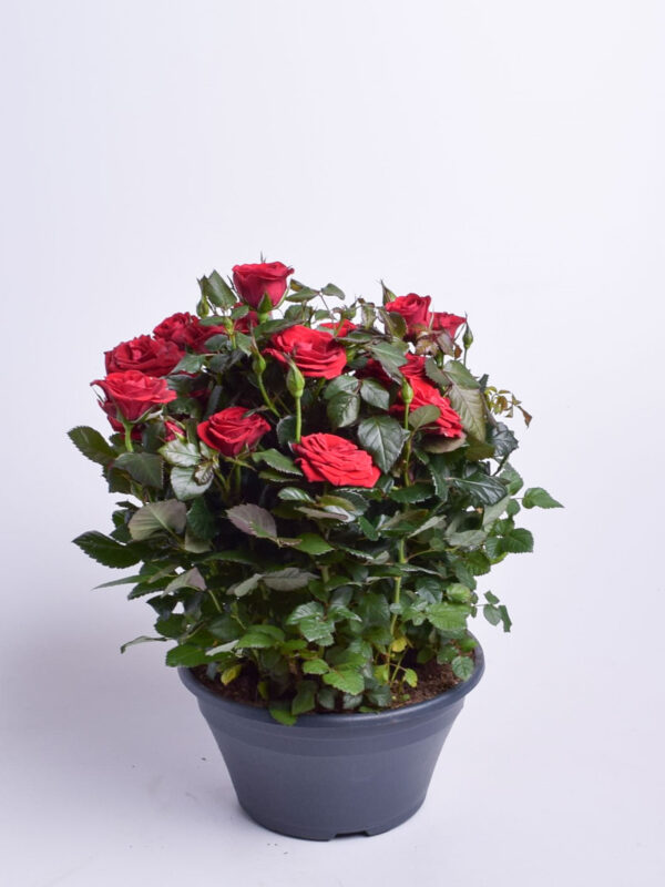 Potiroos P23 erinevad