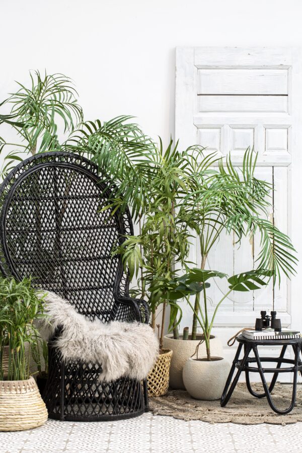 Papüürus Flora 79cm