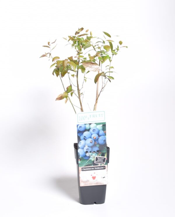 Kännasmustikas 'Goldtraube' P19 40-50cm