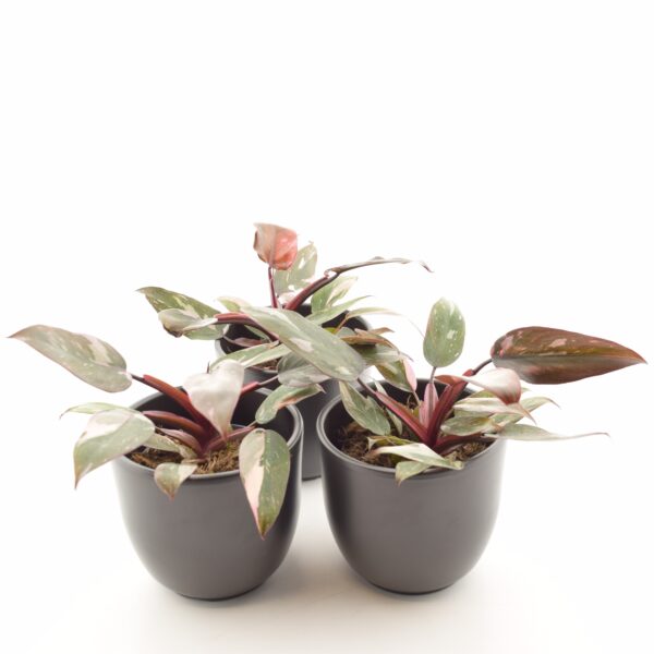 Filodendron 'Pink Princess Marble' P9