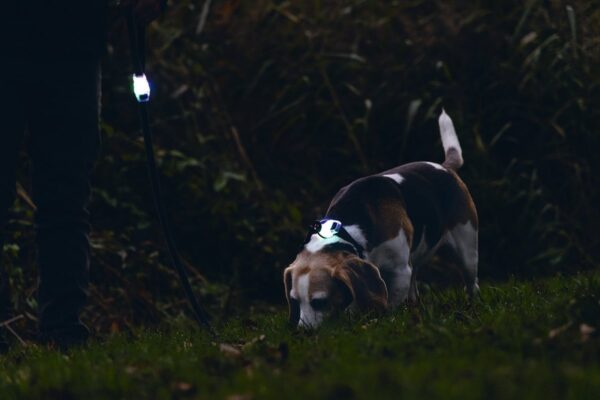 Kaelarihm Parinca Led 30-35x2cm must