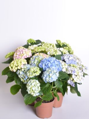 Suurelehine hortensia P13/P14