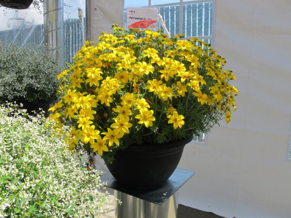 Ruse 'Bidy Gonzales' 10tk