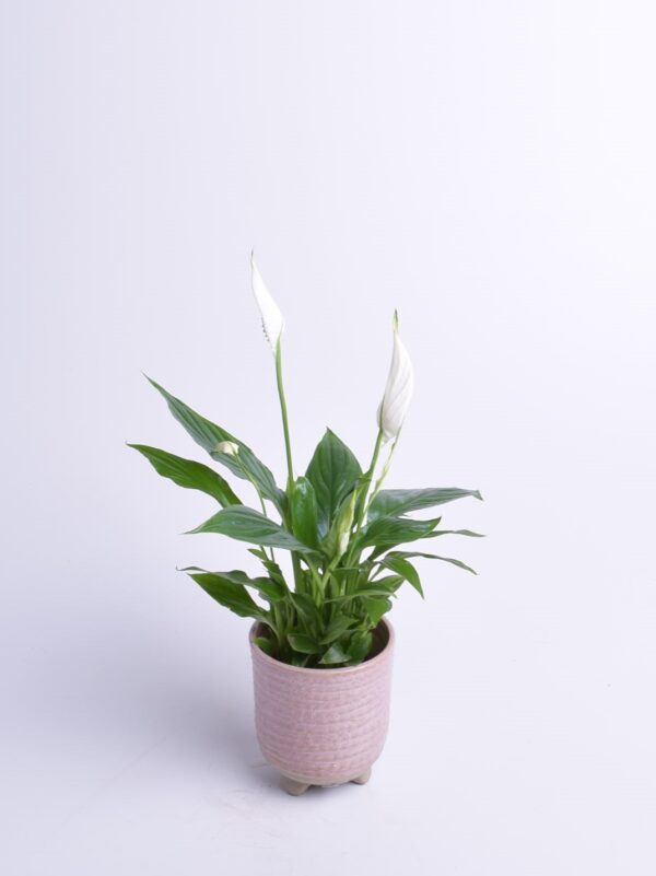 Tõlvlehik 'Chopin' P9